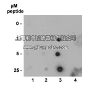 merck millipore,默克密理博,07-549-S,Anti-trimethyl-Histone H3 (Lys36) Antibody, Trial Size