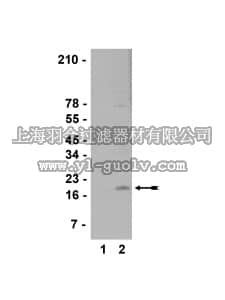 merck millipore,默克密理博,07-549,Anti-trimethyl-Histone H3 (Lys36) Antibody