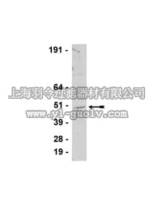 merck millipore,默克密理博,07-550,Anti-SUV39H1 Antibody