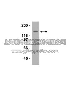 merck millipore,默克密理博,07-551,Anti-G9a Antibody