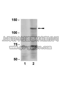 merck millipore,默克密理博,07-561,Anti-phospho-eNOS/NOS III (Ser617) Antibody