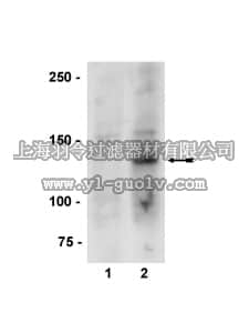 merck millipore,默克密理博,07-562,Anti-phospho-eNOS/NOS III (Ser635) Antibody