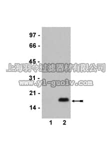 merck millipore,默克密理博,07-564,Anti-acetyl-Histone H2B (Lys120) Antibody