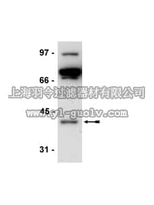 merck millipore,默克密理博,07-565,Anti-Necdin Antibody