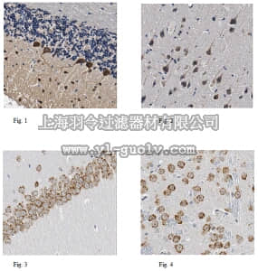 merck millipore,默克密理博,07-571-I,Anti-nNOS/NOS I Antibody