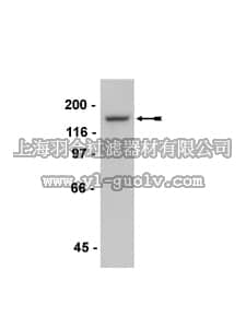 merck millipore,默克密理博,07-571,Anti-nNOS/NOS I Antibody