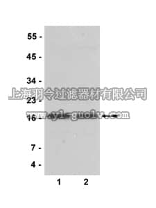 merck millipore,默克密理博,07-574,Anti-CENP-A Antibody