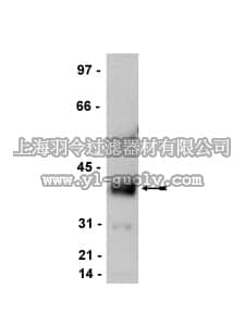 merck millipore,默克密理博,07-577,Anti-Stargazin/Cacng2 Antibody, CT