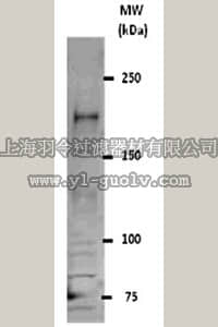 merck millipore,默克密理博,07-579,Anti-REST Antibody