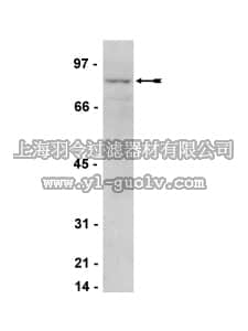 merck millipore,默克密理博,07-580,Anti-IKKε Antibody