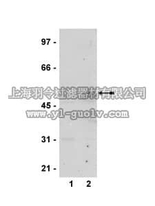 merck millipore,默克密理博,07-581,Anti-phospho-IRF-3 (Ser398) Antibody
