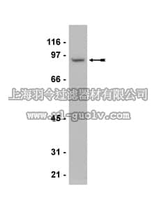 merck millipore,默克密理博,07-583,Anti-B-Raf Antibody, NT