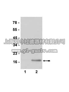 merck millipore,默克密理博,07-585,Anti-dimethyl-Histone H3 (Arg2) Antibody