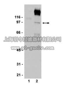 merck millipore,默克密理博,07-586,Anti-phospho-STAT5A/B (Tyr694/699) Antibody