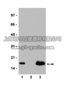 merck millipore,默克密理博,07-594,Anti-Histone H2A.Z Antibody