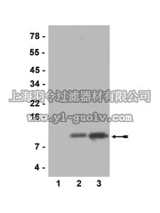 merck millipore,默克密理博,07-595,Anti-acetyl-Histone H4 (Lys12) Antibody