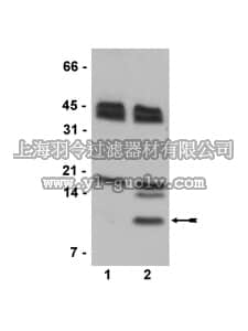 merck millipore,默克密理博,07-596,Anti-Histone H4 (citrulline 3) Antibody