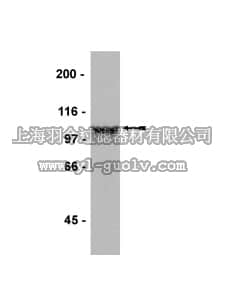 merck millipore,默克密理博,07-598,Anti-GluR2/3 Antibody