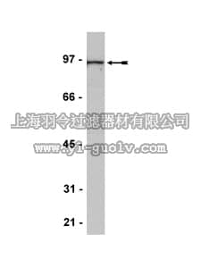 merck millipore,默克密理博,07-599,Anti-Ago 1 Antibody