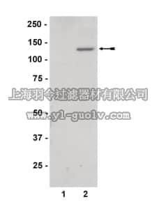merck millipore,默克密理博,07-606,Anti-phospho-JAK2 (Tyr1007/1008) Antibody