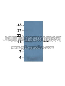 merck millipore,默克密理博,07-608,Anti-dimethyl Histone H3 (Lys23) Antibody