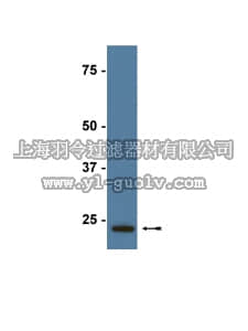 merck millipore,默克密理博,07-609,Anti-Peroxiredoxin 1 Antibody