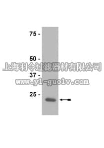 merck millipore,默克密理博,07-610,Anti-Peroxiredoxin 2 Antibody
