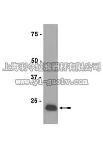 merck millipore,默克密理博,07-611,Anti-Peroxiredoxin 3 Antibody