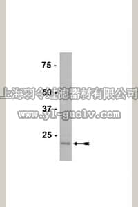 merck millipore,默克密理博,07-612,Anti-Peroxiredoxin 4 Antibody