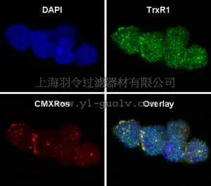 merck millipore,默克密理博,07-613,Anti-Thioredoxin Reductase 1 (TrxR1) Antibody
