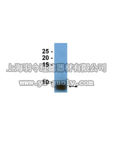 merck millipore,默克密理博,07-614,Anti-Surfactant Protein B Antibody