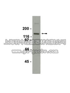 merck millipore,默克密理博,07-617,Anti-mGluR1 Antibody
