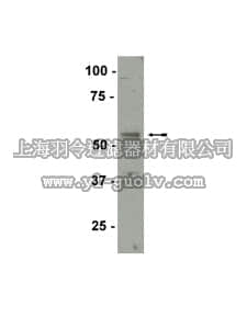 merck millipore,默克密理博,07-618,Anti-SF-1 Antibody