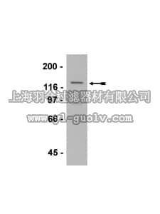 merck millipore,默克密理博,07-624,Anti-hSNF2H Antibody
