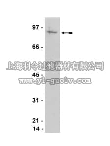 merck millipore,默克密理博,07-625,Anti-ATRIP Antibody merck millipore,默克密理博,07-625,Anti-ATRIP Antibody