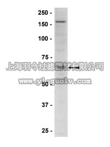 merck millipore,默克密理博,07-626,Anti-phospho-AMPKα (Thr172) Antibody