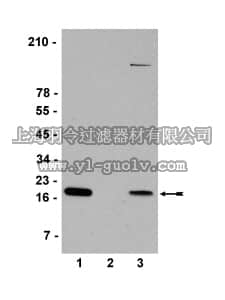 merck millipore,默克密理博,07-627,Anti-Histone H2A.X Antibody merck millipore,默克密理博,07-627,Anti-Histone H2A.X Antibody