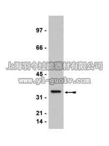 merck millipore,默克密理博,07-631,Anti-cdk2 Antibody