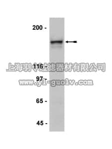 merck millipore,默克密理博,07-632,Anti-NR2A Antibody