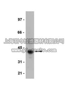 merck millipore,默克密理博,07-634,Anti-Goα Antibody