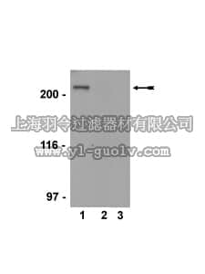 merck millipore,默克密理博,07-635,Anti-phospho-BRCA1 (Ser1423) Antibody