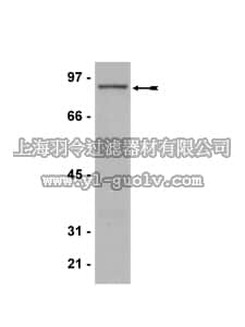 merck millipore,默克密理博,07-639,Anti-PRMT7 Antibody