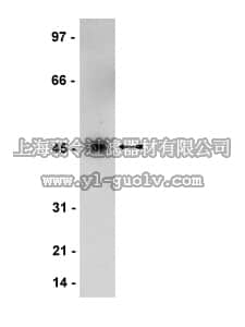 merck millipore,默克密理博,07-641,Anti-MEK1 Antibody
