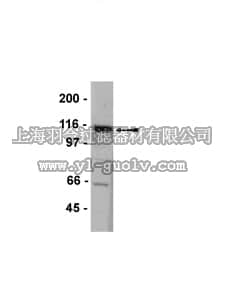 merck millipore,默克密理博,07-644,Anti-DLG1 Antibody