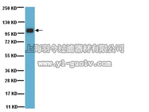 merck millipore,默克密理博,07-645,Anti-Sp1 Antibody