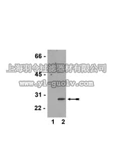 merck millipore,默克密理博,07-646,Anti-phospho-HSP27 (Ser82) Antibody