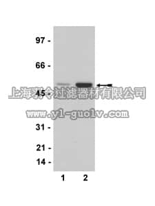 merck millipore,默克密理博,07-648,Anti-Aurora A Antibody