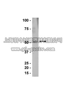 merck millipore,默克密理博,07-651,Anti-SKAP-55 Antibody