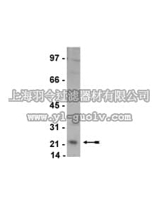 merck millipore,默克密理博,07-655,Anti-Rab4 Antibody