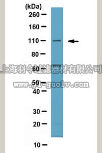 merck millipore,默克密理博,07-658,Anti-PI3 Kinase Antibody, p110α